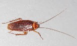 Quick Pest Control Limited 376882 Image 1